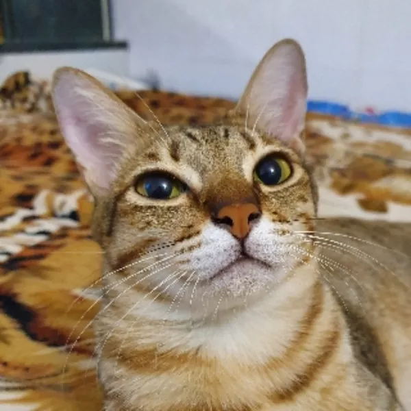Khế Thúi