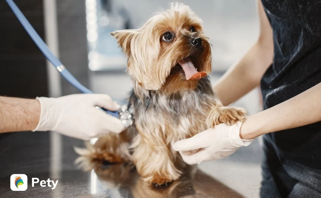 Phòng khám Thú y An Phú