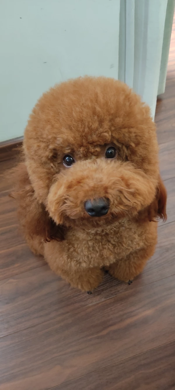 Tồ tồ avatar