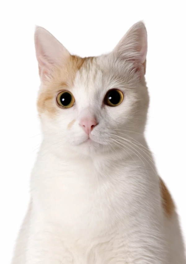 Lương Minh Miu avatar