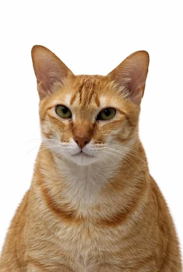 Lương Minh Harry avatar