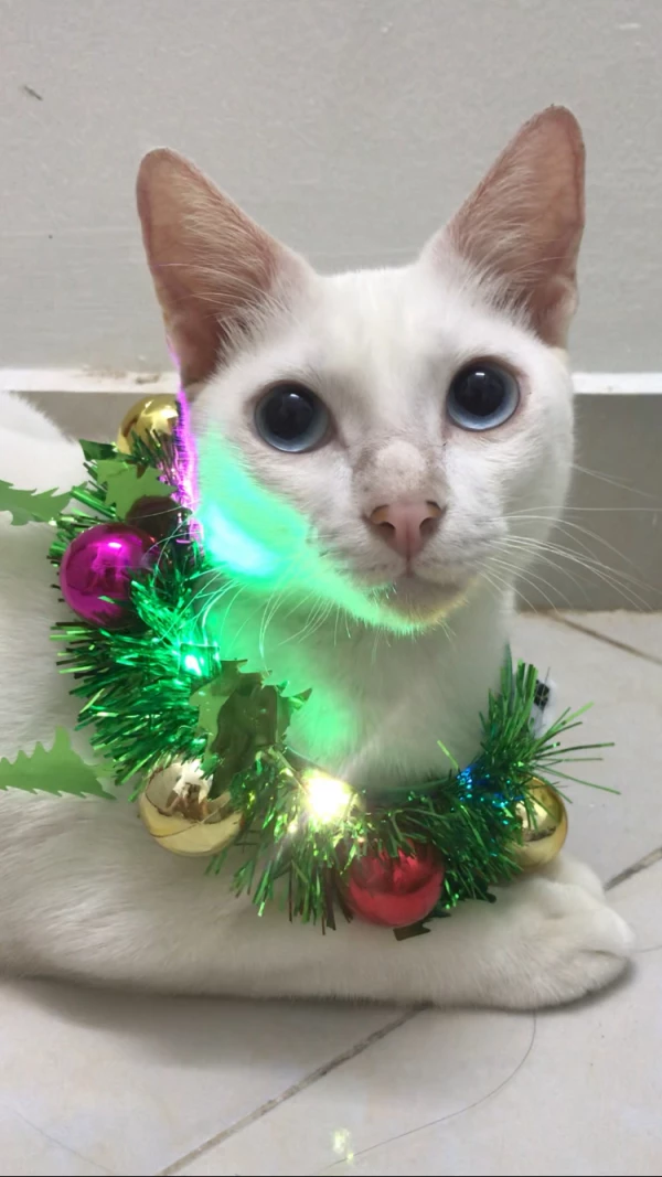 Snow le premier avatar