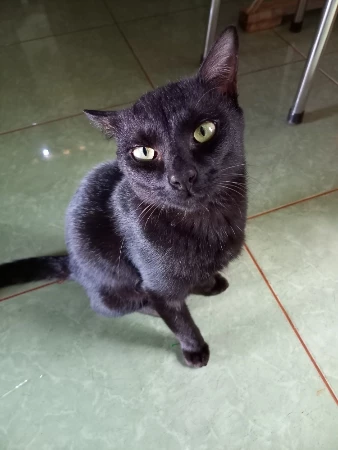 Một bé Meow tên Cá avatar